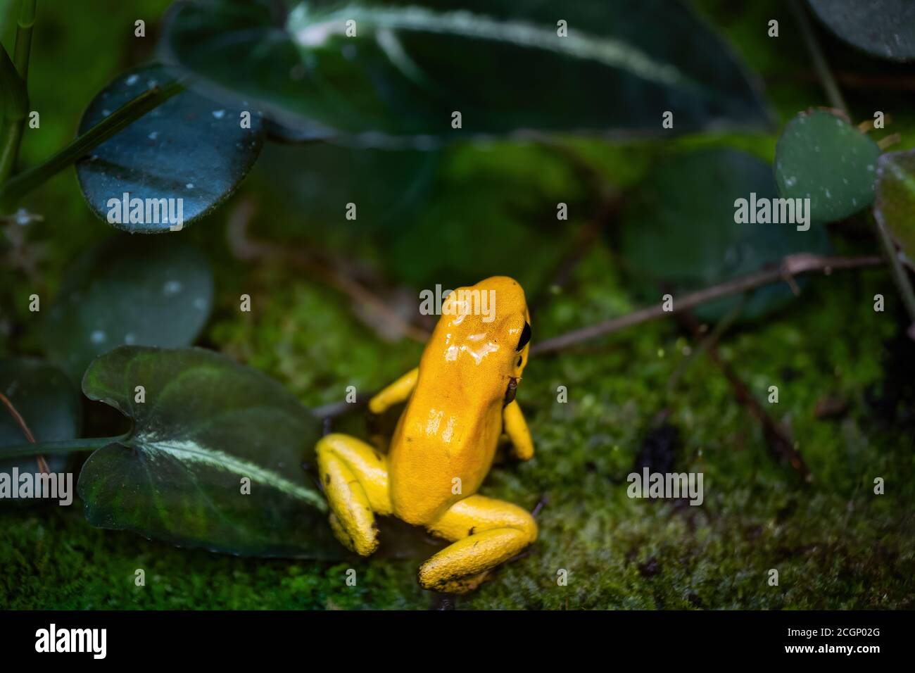 Rana di veleno d'oro (Phyllobates terribilis), foresta pluviale avvelenosa anfibia in famiglia: Dendrobatidae, endemica della costa pacifica della Colombia, Sud Foto Stock