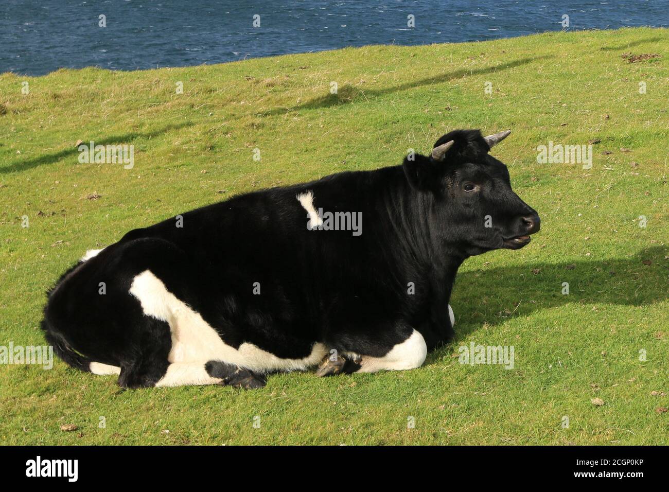 toro bianco e nero seduto in verde verde pascolo costiero Foto Stock
