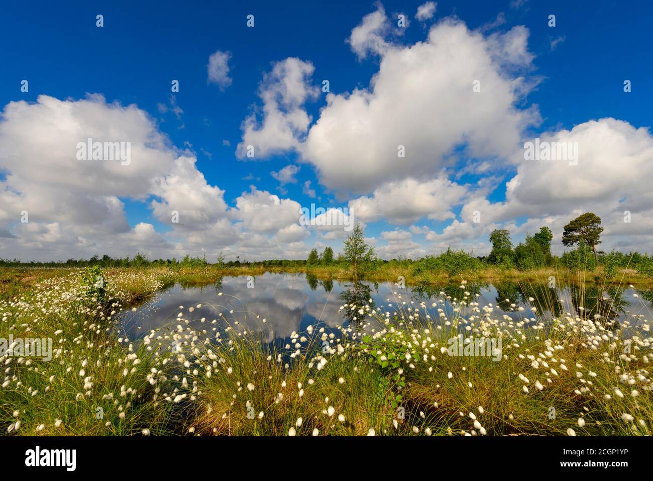 Erba di cotone fruttuosa (Eriophorum vaginatum) e nubi di cumulo in primavera nella brughiera, Oldenburger Muensterland, Goldenstedter Moor, Goldenstedt Foto Stock