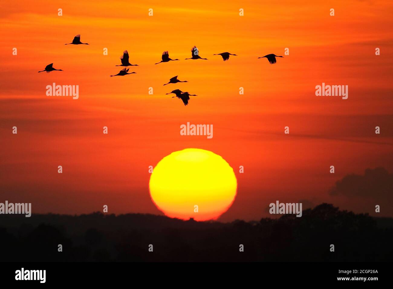 Gru migratorie (grus grus) in autunno di fronte al tramonto, Goldenstedter Moor, migrazione di uccelli, Oldenburger Muensterland, bassa Sassonia, Germania Foto Stock