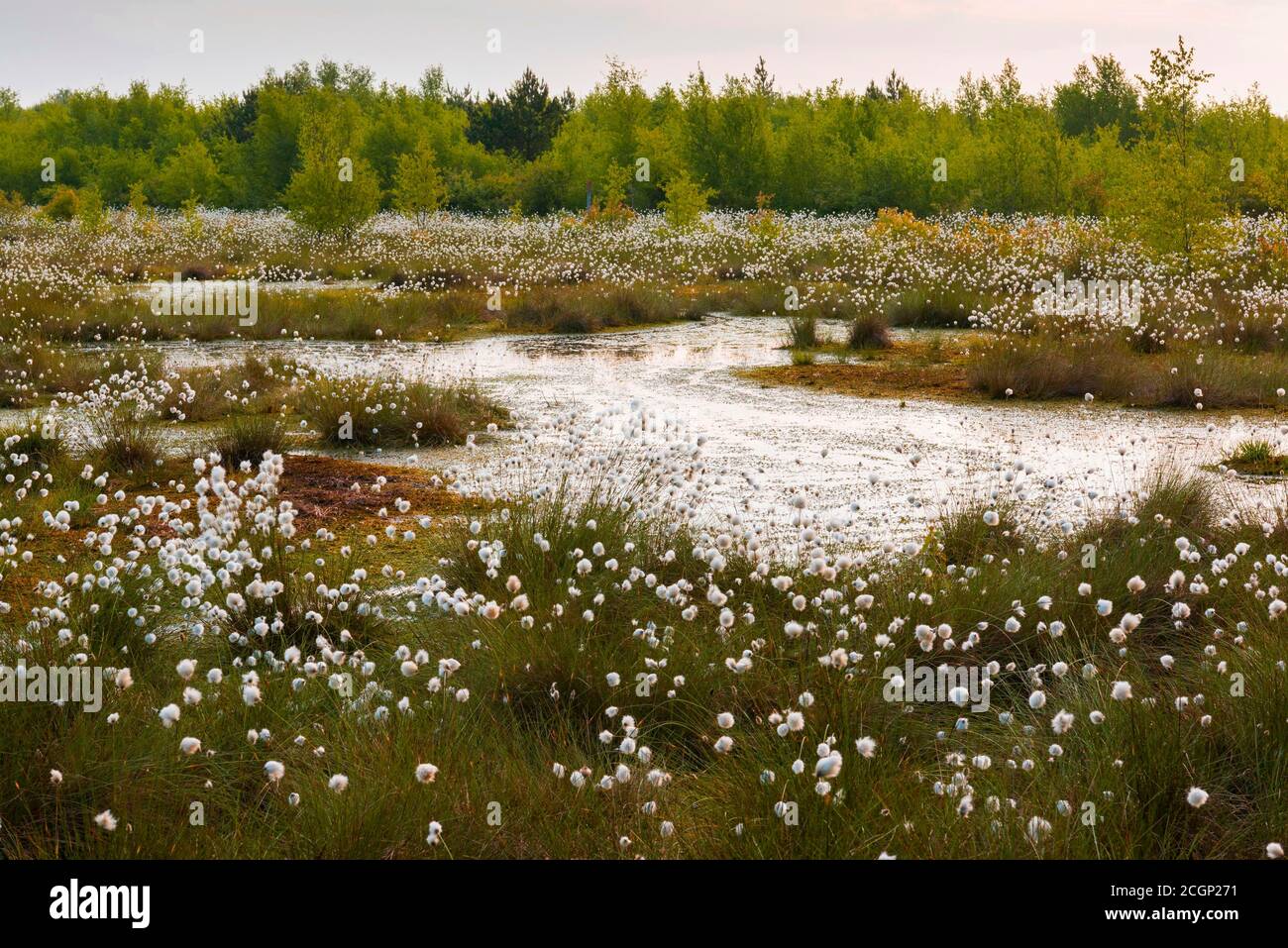 Erba di cotone fruttuosa in primavera nella brughiera, cotongrass di coda di lepre (Eriophorum vaginatum), Oldenburger Muensterland, Goldenstedter Moor, inferiore Foto Stock