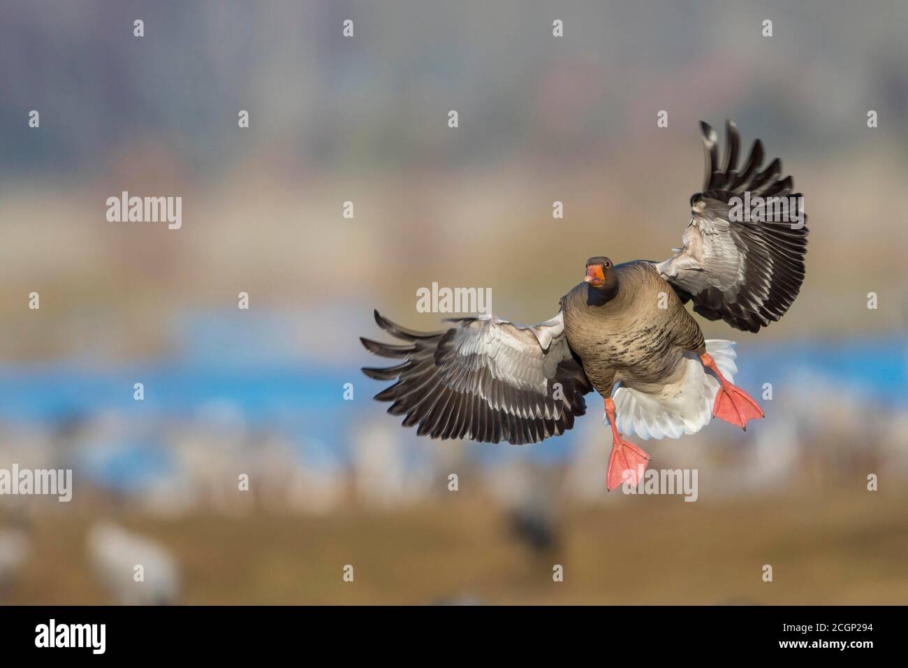 Flying Greylag Goose (anser anser) su Approach, uccelli migratori, Vaestergoetland, Svezia Foto Stock