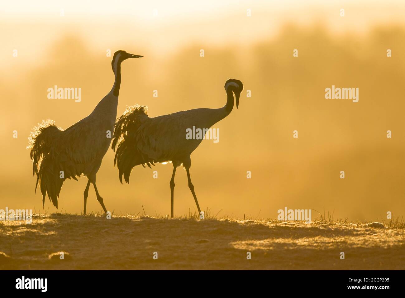 Silhouette of Grey Common Cranesn (grus grus), coppia di animali, corteggiamento all'alba, danza delle gru, Vaestergoetland, Svezia Foto Stock