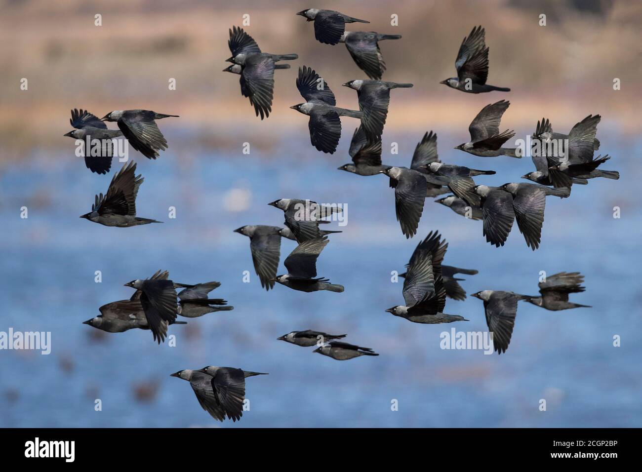 Gregge di uccelli Western jackdaws (Corvus monidula) vola sull'acqua, Vaestergoetland, Svezia Foto Stock