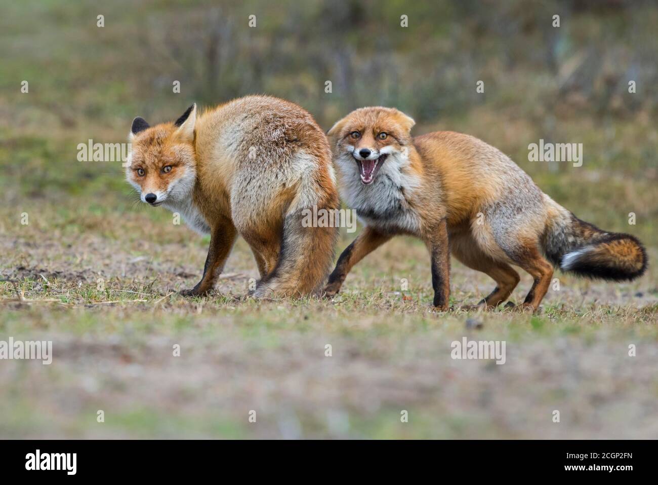 Volpi rosse (Vulpes vulpes)due maschi in giacca invernale, lotta, Ranz, Paesi Bassi Foto Stock