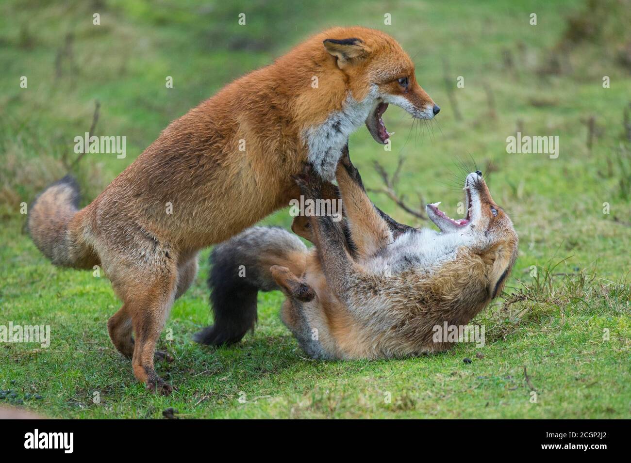 Volpi rosse (Vulpes vulpes)due maschi che combattono nel ranc, nel cappotto invernale, Paesi Bassi Foto Stock