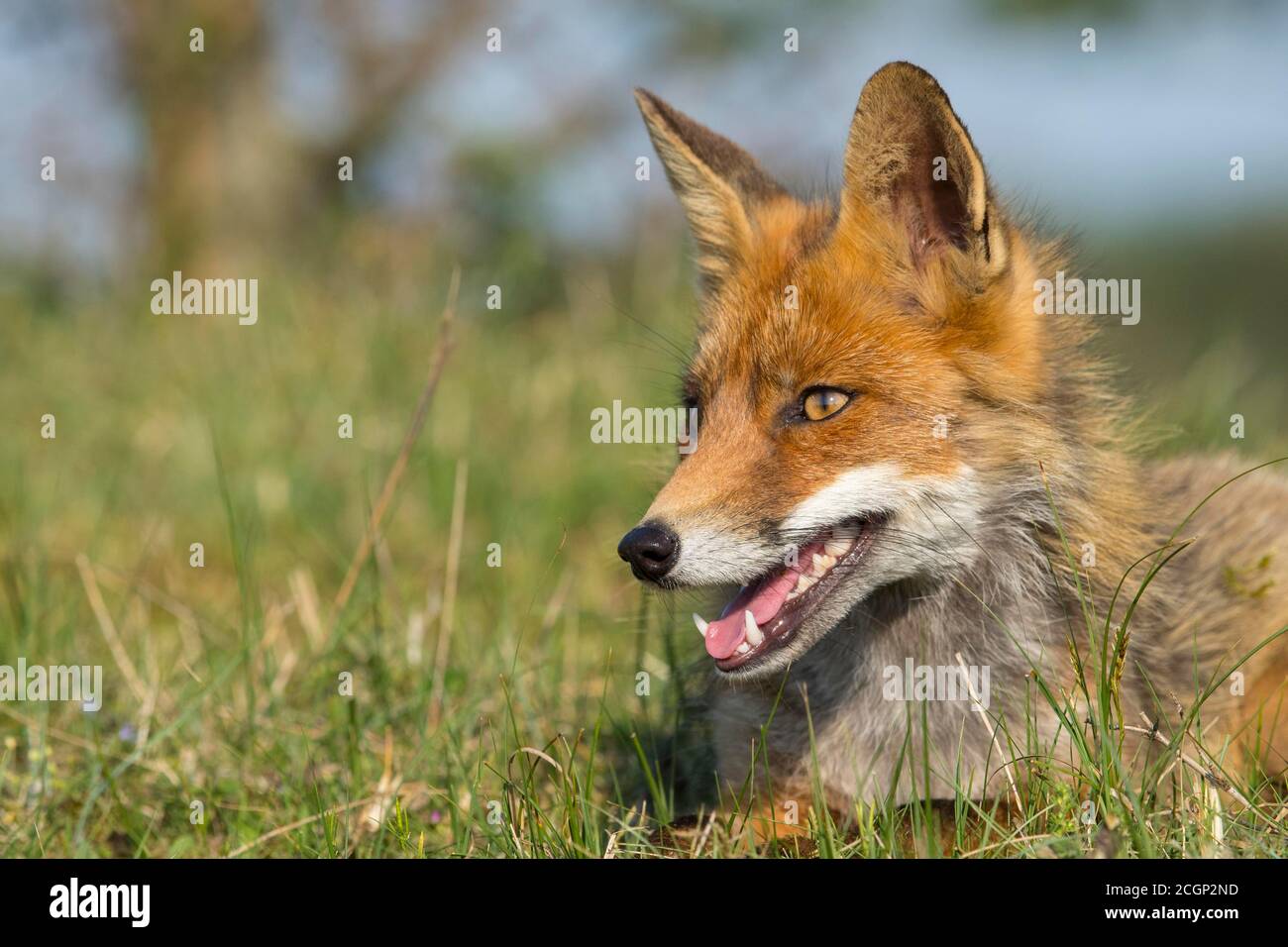 Giovane volpe rossa (Vulpes vulpes)Ritratto, Paesi Bassi Foto Stock