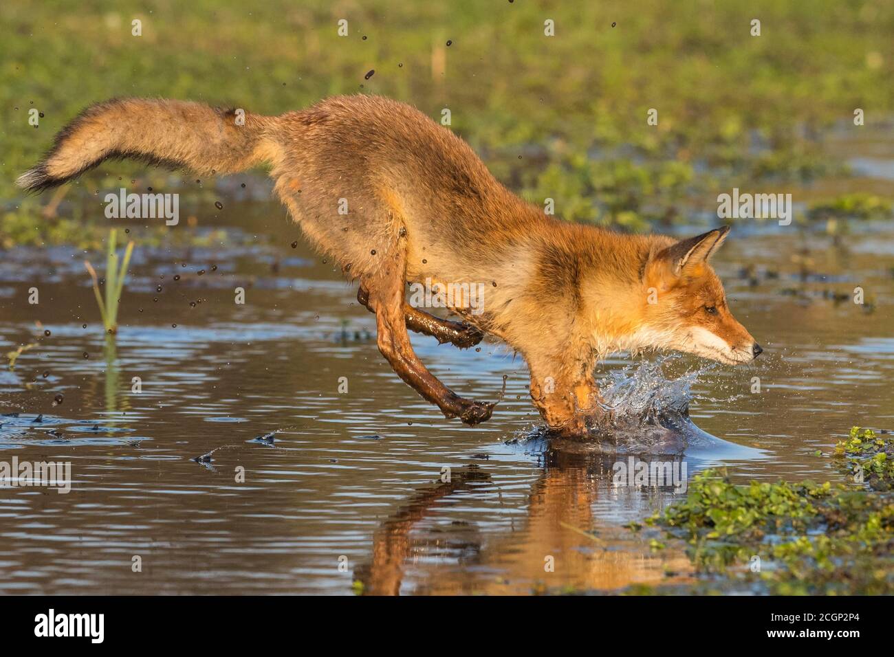 La volpe rossa (Vulpes vulpes) salta su un corpo d'acqua, salto, azione, Paesi Bassi Foto Stock