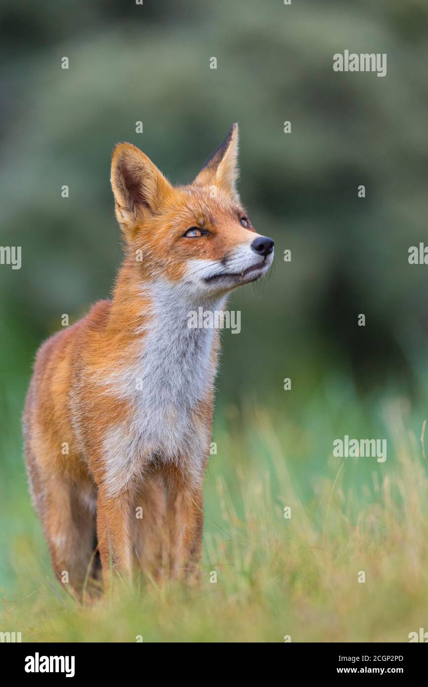 Volpe rossa (Vulpes vulpes) con sguardo interrogatorio, ritratto, Paesi Bassi Foto Stock