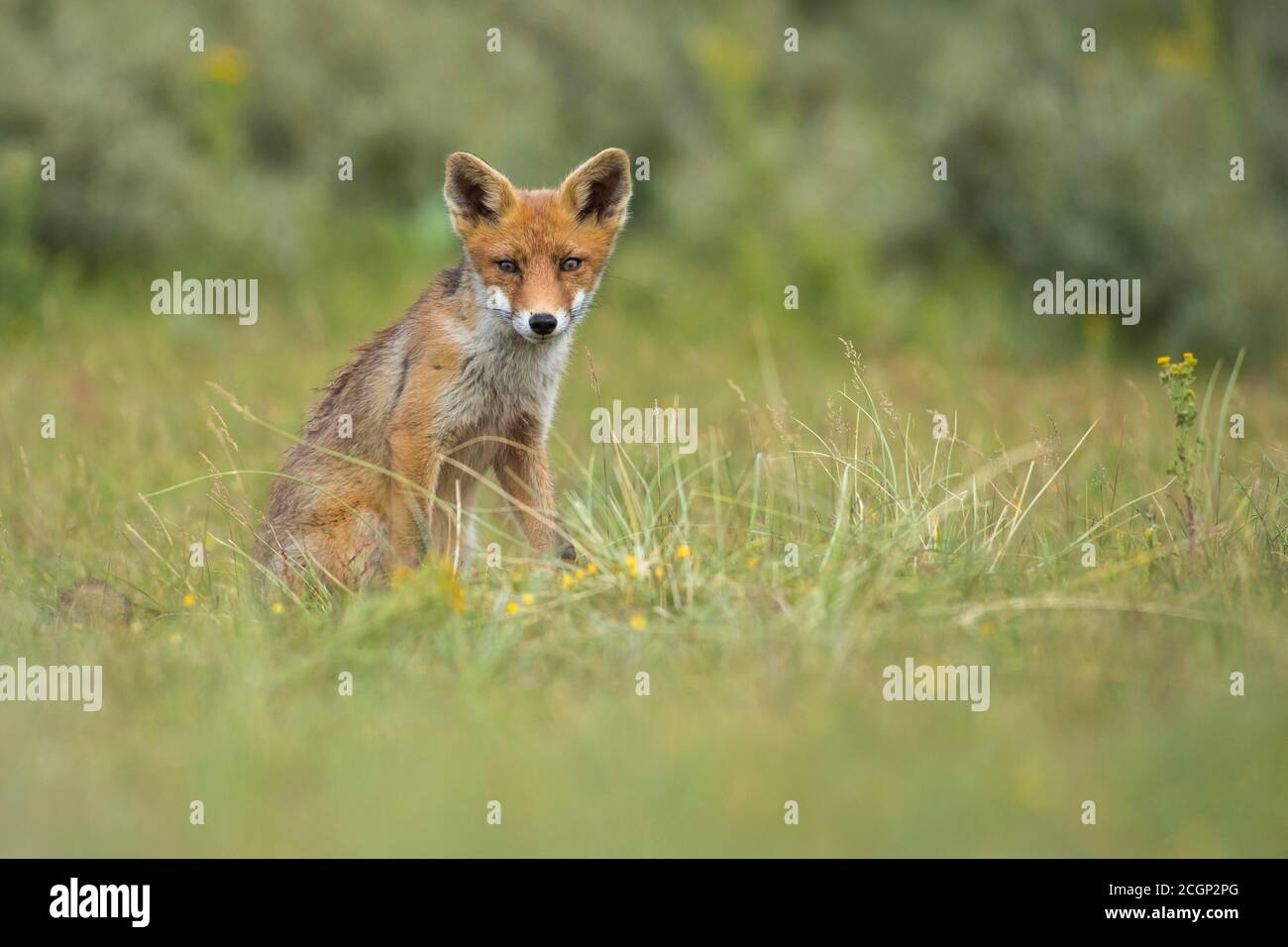 Volpe rossa (Vulpes vulpes), volpe giovane seduta in un prato, Paesi Bassi Foto Stock