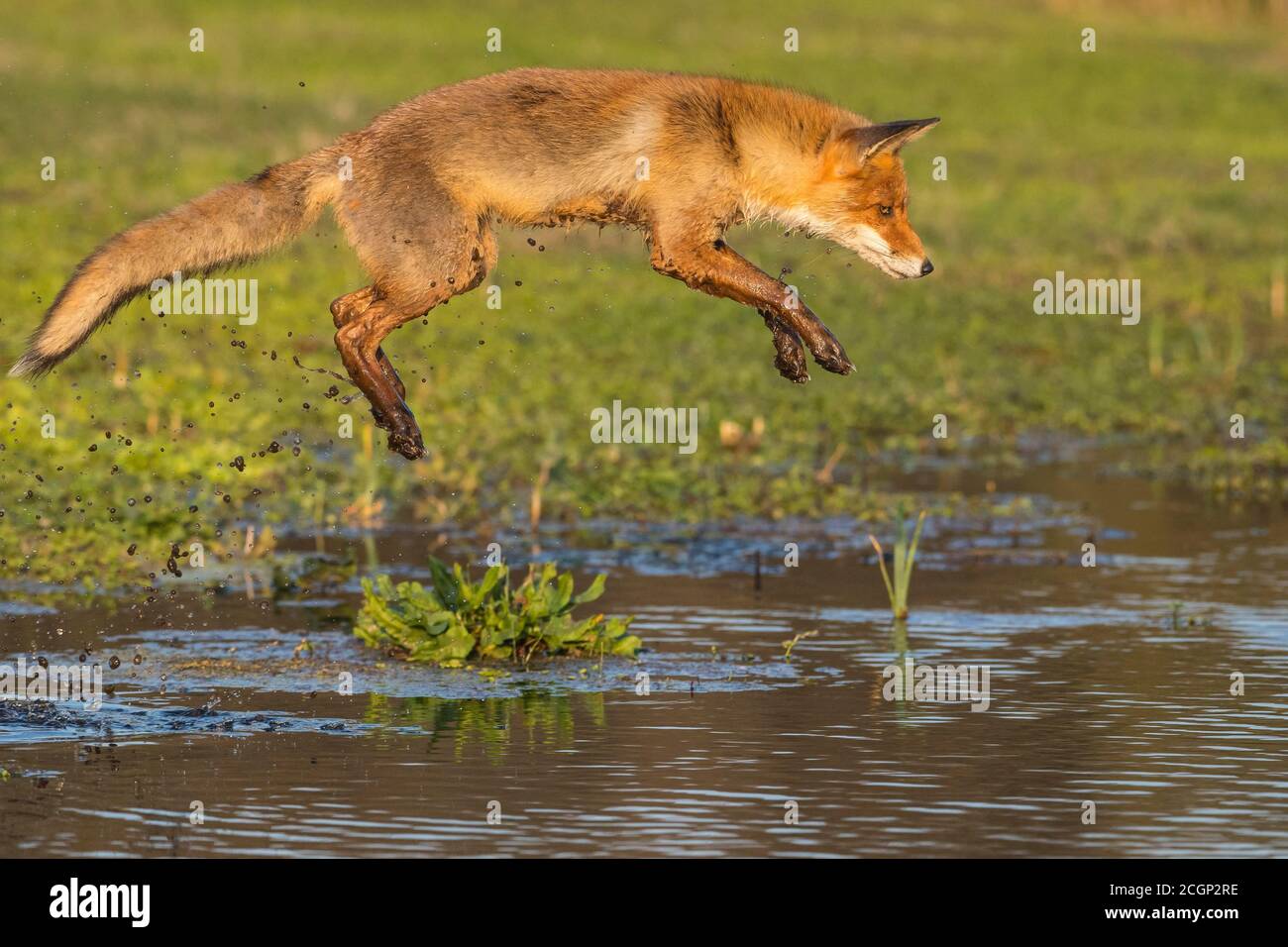 La volpe rossa (Vulpes vulpes) salta su un corpo d'acqua, salto, azione, Paesi Bassi Foto Stock