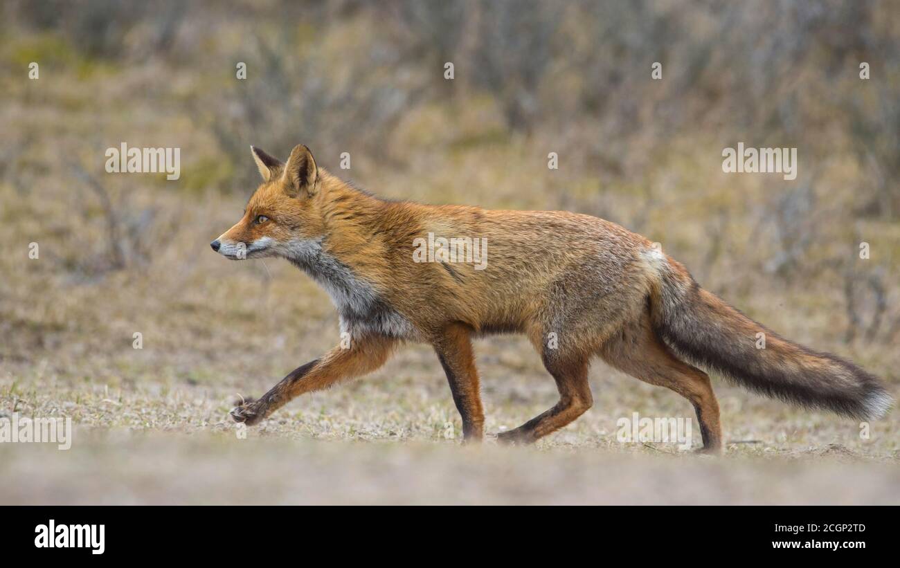 Volpe rossa (Vulpes vulpes) in camice invernale, strisciando sulla caccia, Paesi Bassi Foto Stock