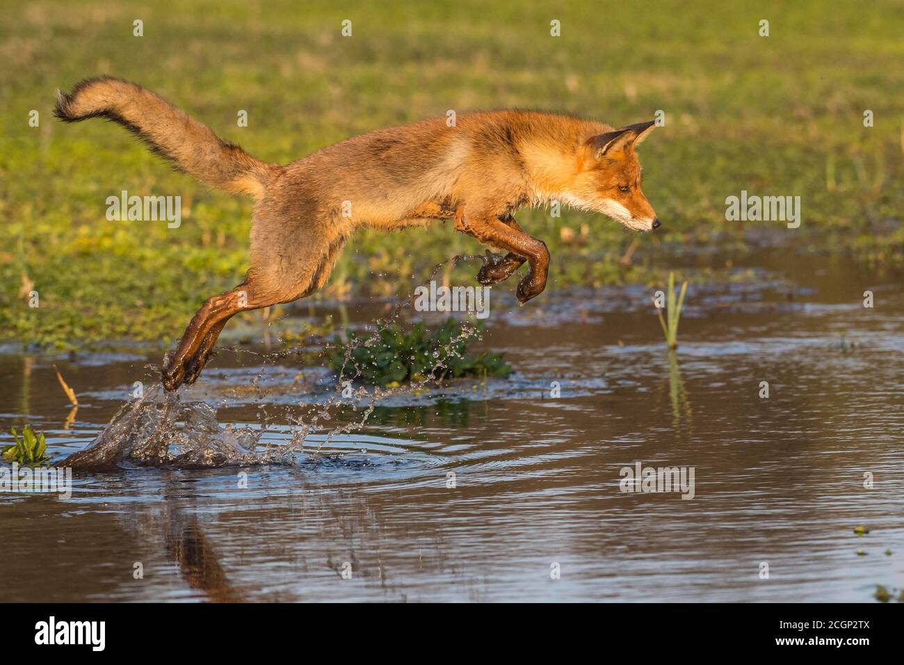 La volpe rossa (Vulpes vulpes) salta su un corpo d'acqua, salto, azione, Paesi Bassi Foto Stock