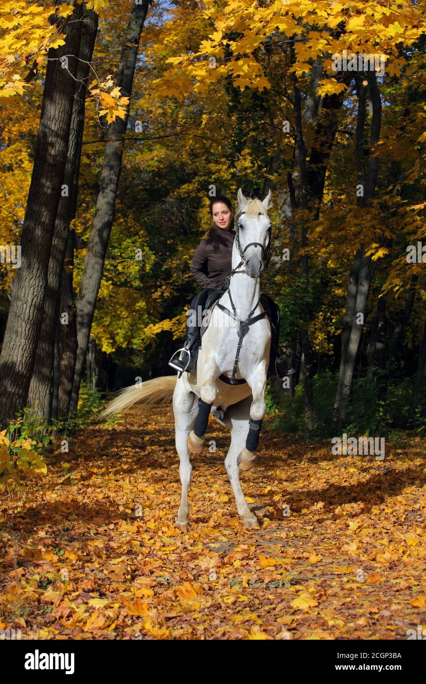 Giovane donna e la sua bella bianco stallone arabo allevamento fino in autunno boschi Foto Stock