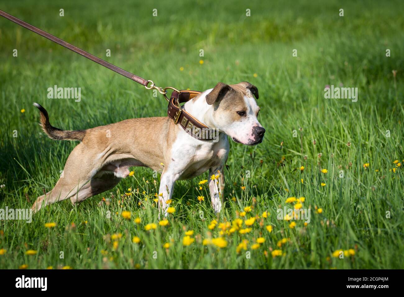 Cane tipo Bulldog che tira il guinzaglio Foto Stock