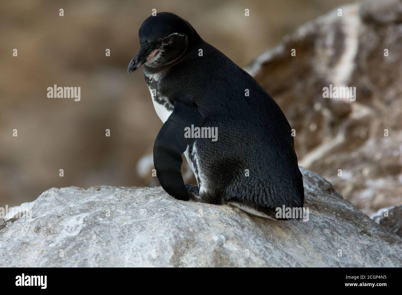 Galápagos pinguino sulla costa dell'isola di Eden, una delle isole Galapagos. Foto Stock