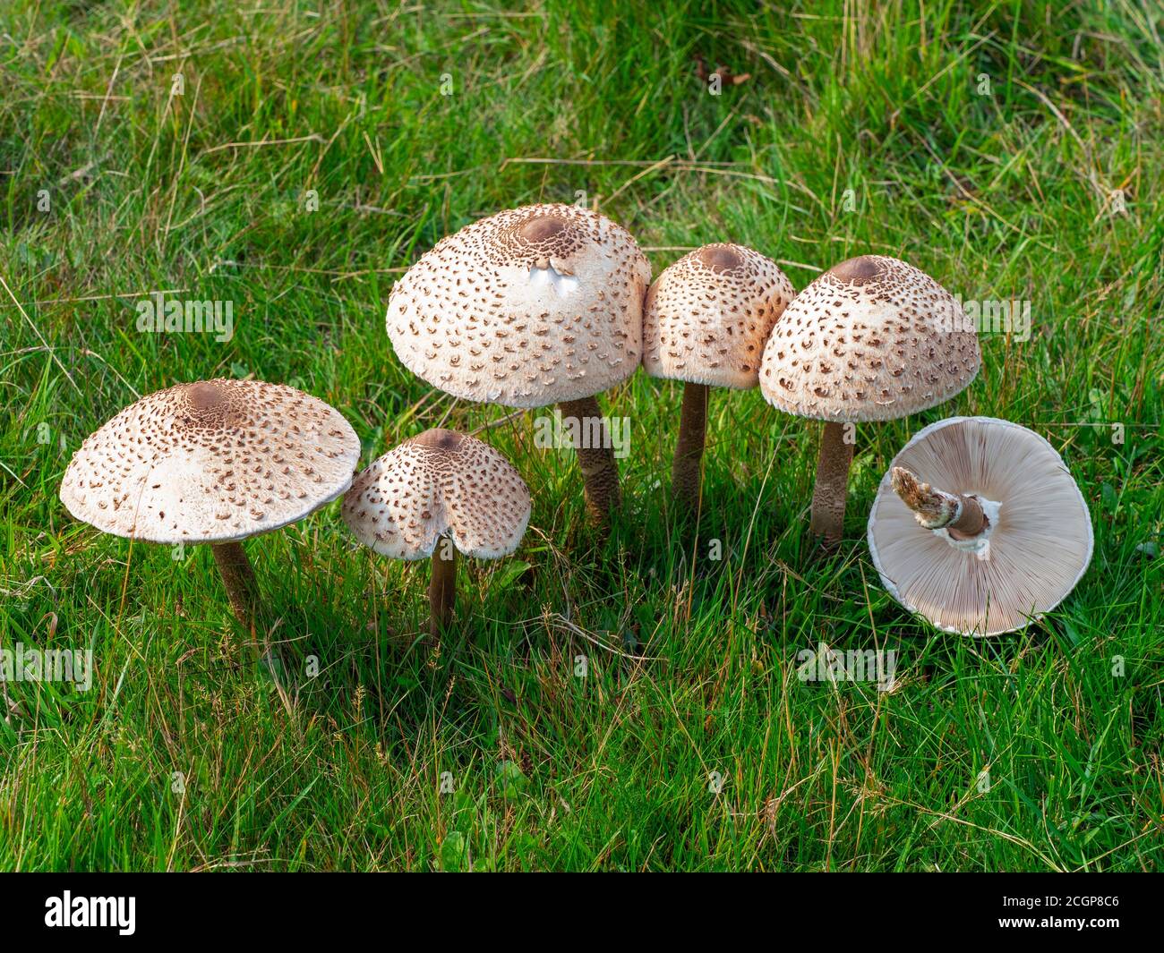 Macrolepiota procera fungo parasolo Foto Stock