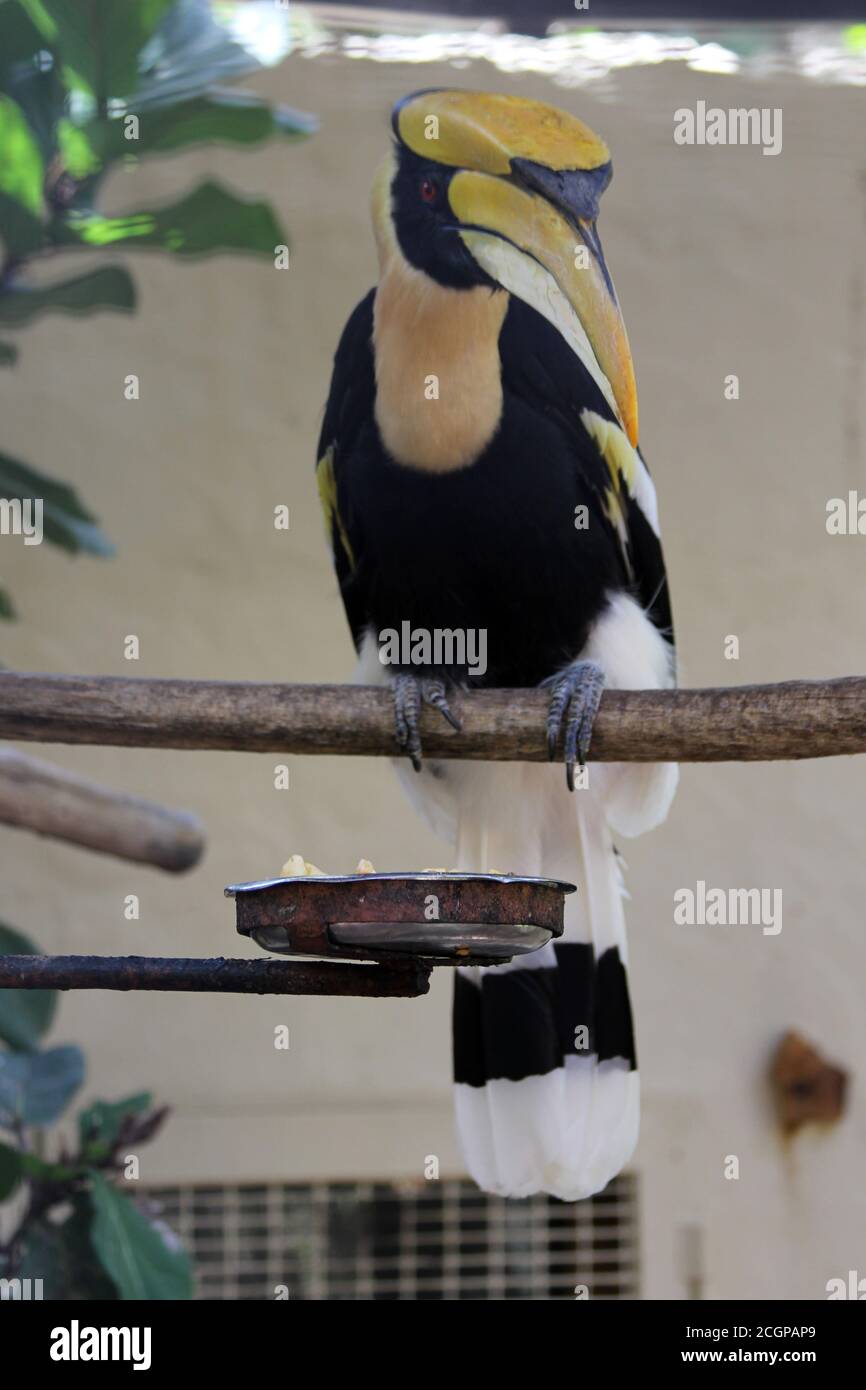 Doppelhornvogel Foto Stock