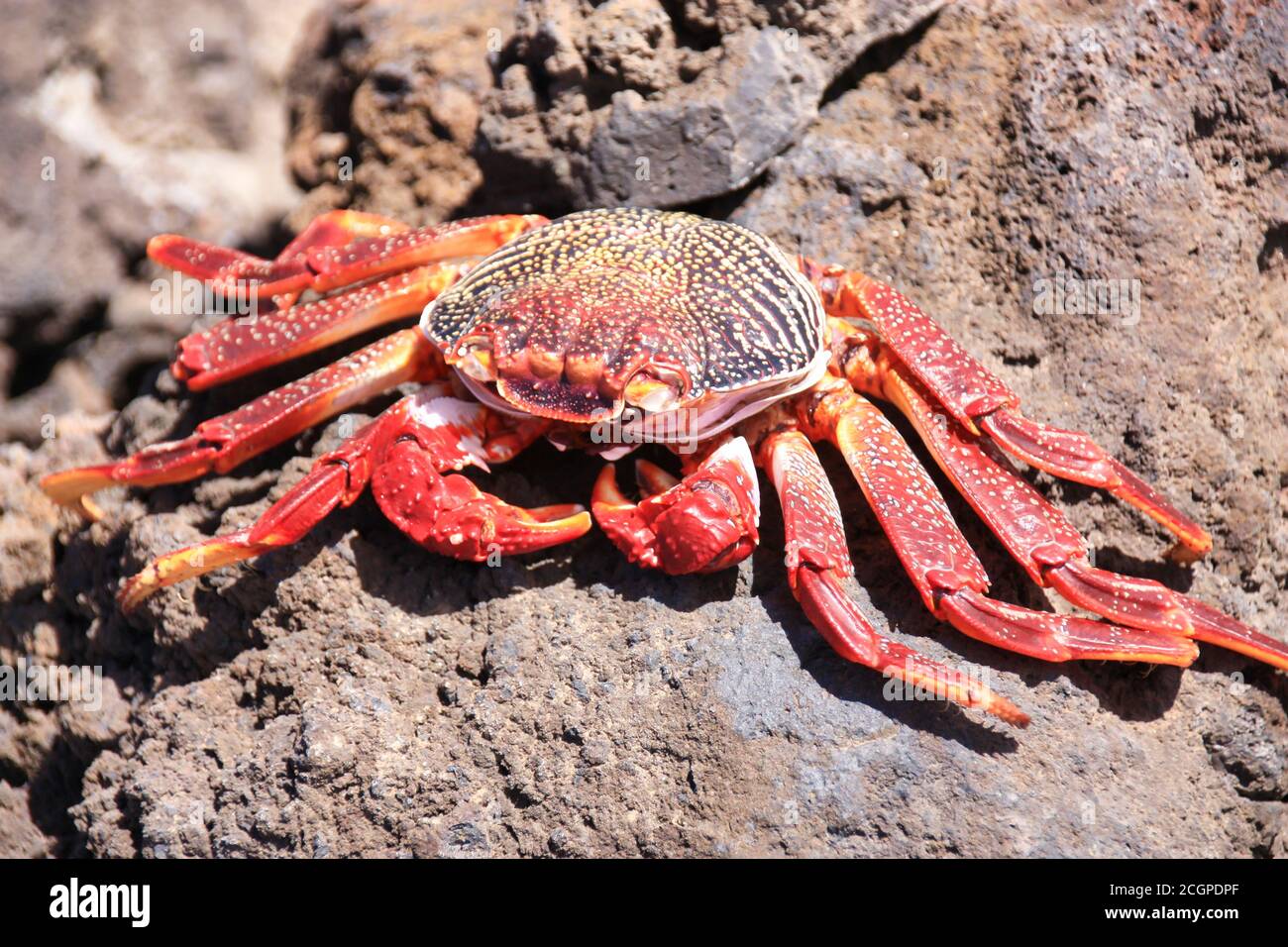 granchio rosso su una roccia sull'isola di lanzarote, canarie, spagna Foto Stock