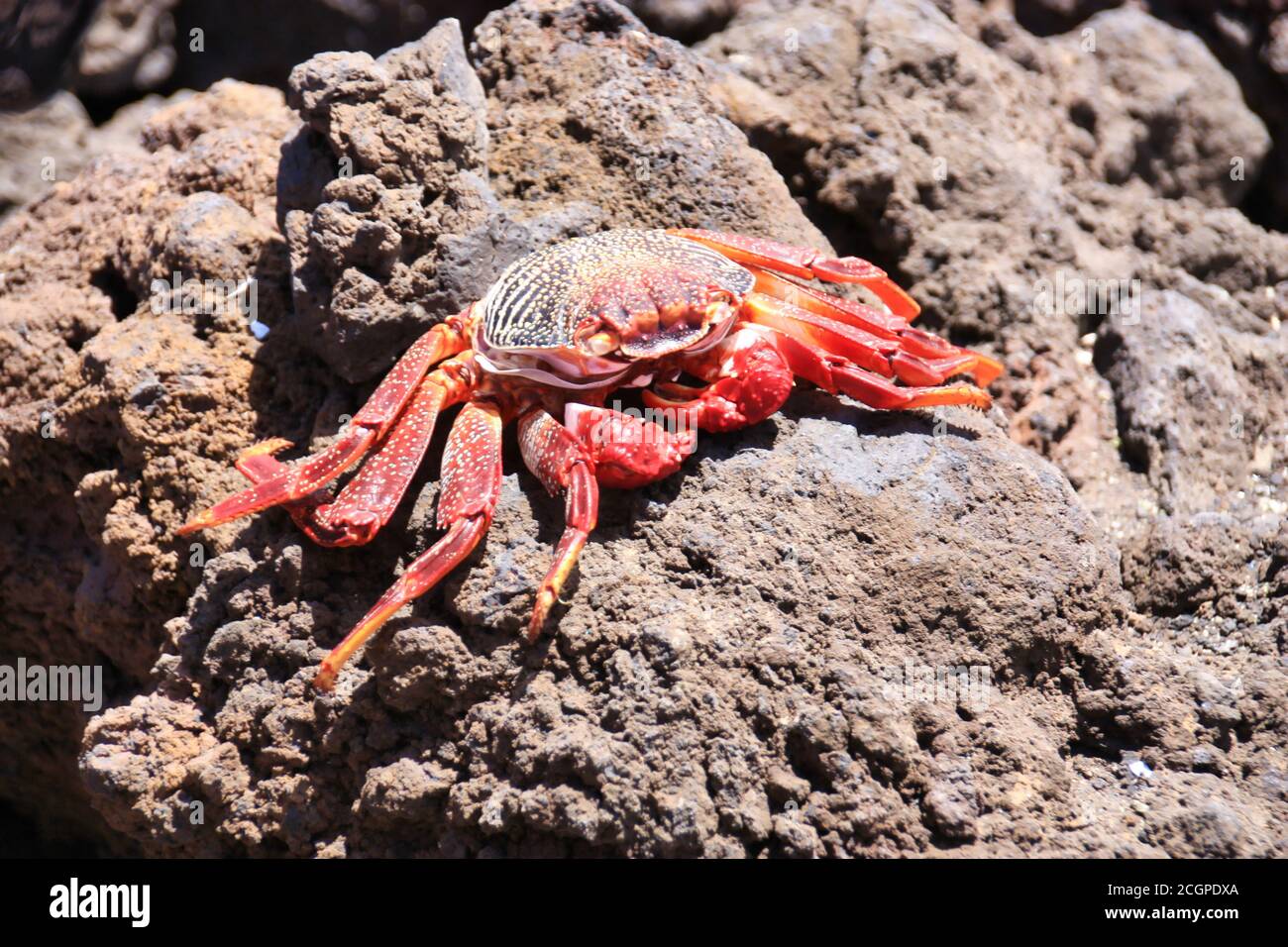 granchio rosso su una roccia sull'isola di lanzarote, canarie, spagna Foto Stock