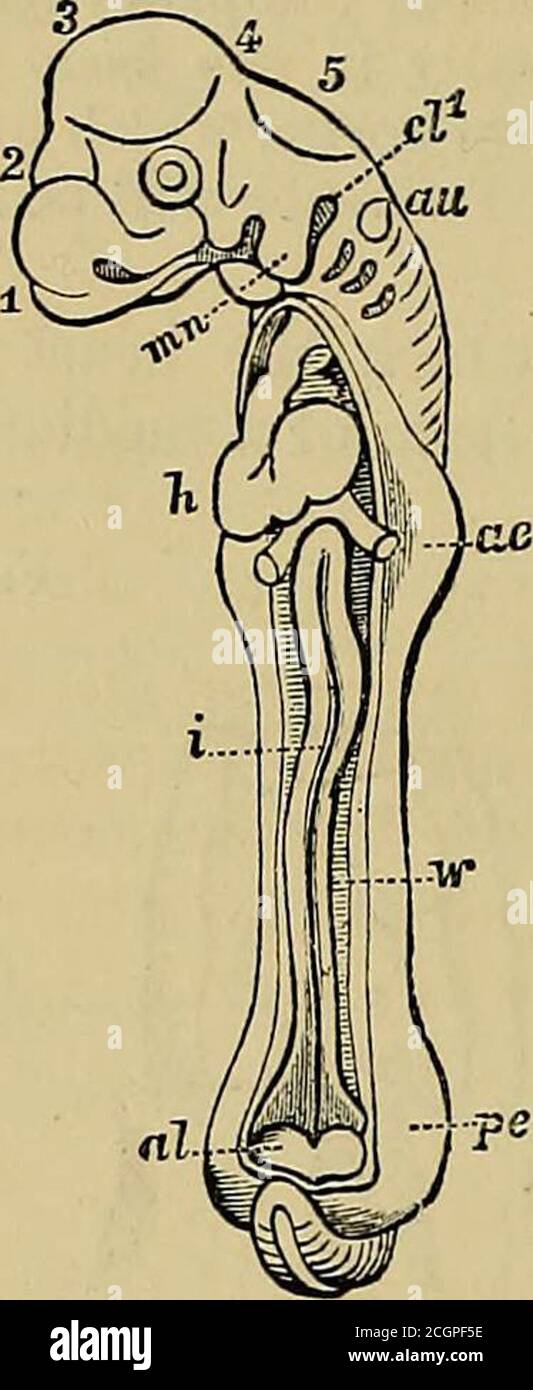 . Elementi anatomici di Quain . Fig. 773. Fig. 773. – CONTORNI DELL'EMBRIONE B DEL PULCINO ALLA FINE DEL PO IL TERZO GIORNO. , (dopo il suo.) A, lato dorsale e lignito; B, lato ventrale e lato sinistro; h, il cuore. Le altre parti della figura sono spiegate altrove, a sinistra della parte ventricolare, le vene che vengono trasportate per-verso con essa, mentre il bulbo arterioso è attacheddalla sua estremità davanti al collo dell'embrione im-mediately sotto le piastre visceralali. Vi è ancora un solo passaggio attraverso il cuore, ma la distinzione delle cavità auricolare e ven-tricolare diventa più evidente, bo Foto Stock