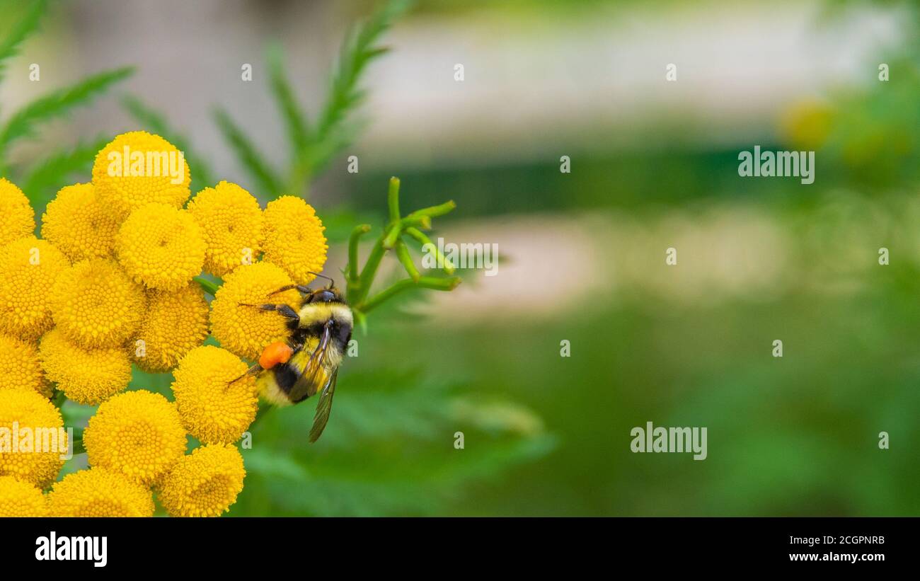 bumblebee sul fiore giallo, Busy come un'ape. Foto Stock
