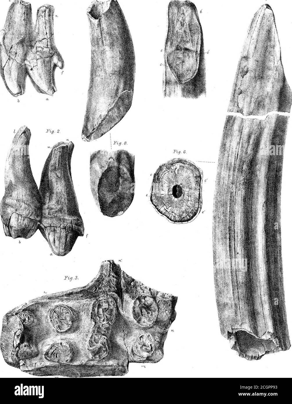 . Sui mammiferi fossili dell'Australia. Parte III. Diprotodon australis, Owen . Fig. 5. Fig. 4.. G-.H.pori. W. IMGP. AVest. Owerv-. .Phfl. Im^wMmmMl Plau XL ! 5. 9 12. Foto Stock