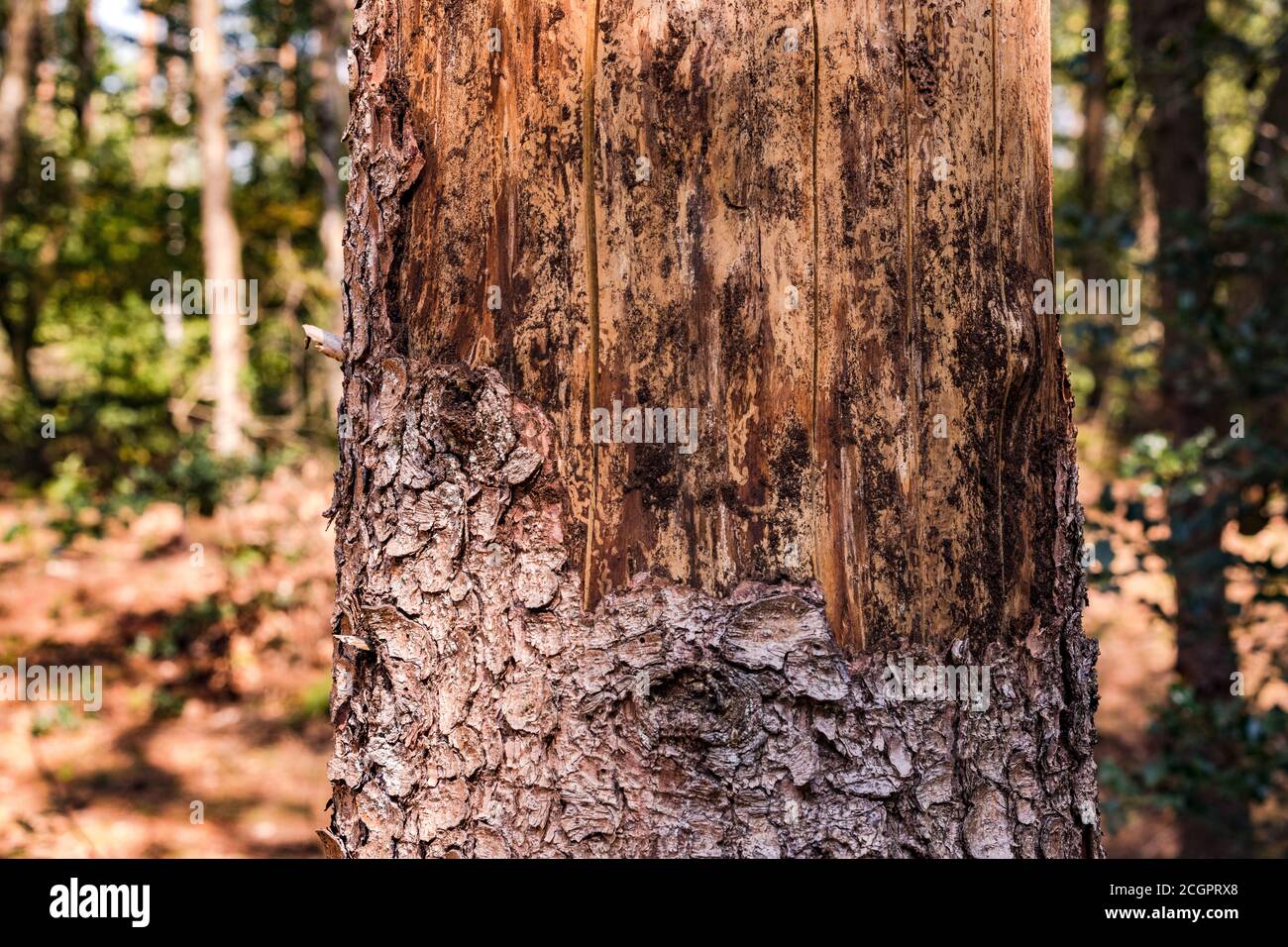 Albero morente in una foresta di abete rosso in Germania Foto Stock