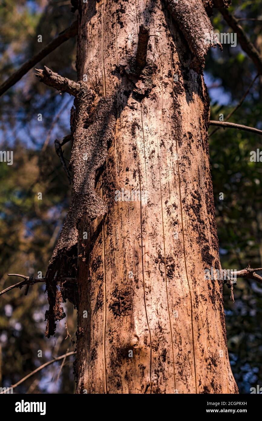 Morte di foresta dovuta a siccità ed infestazione di insetto usando il Esempio di un pino tedesco Foto Stock