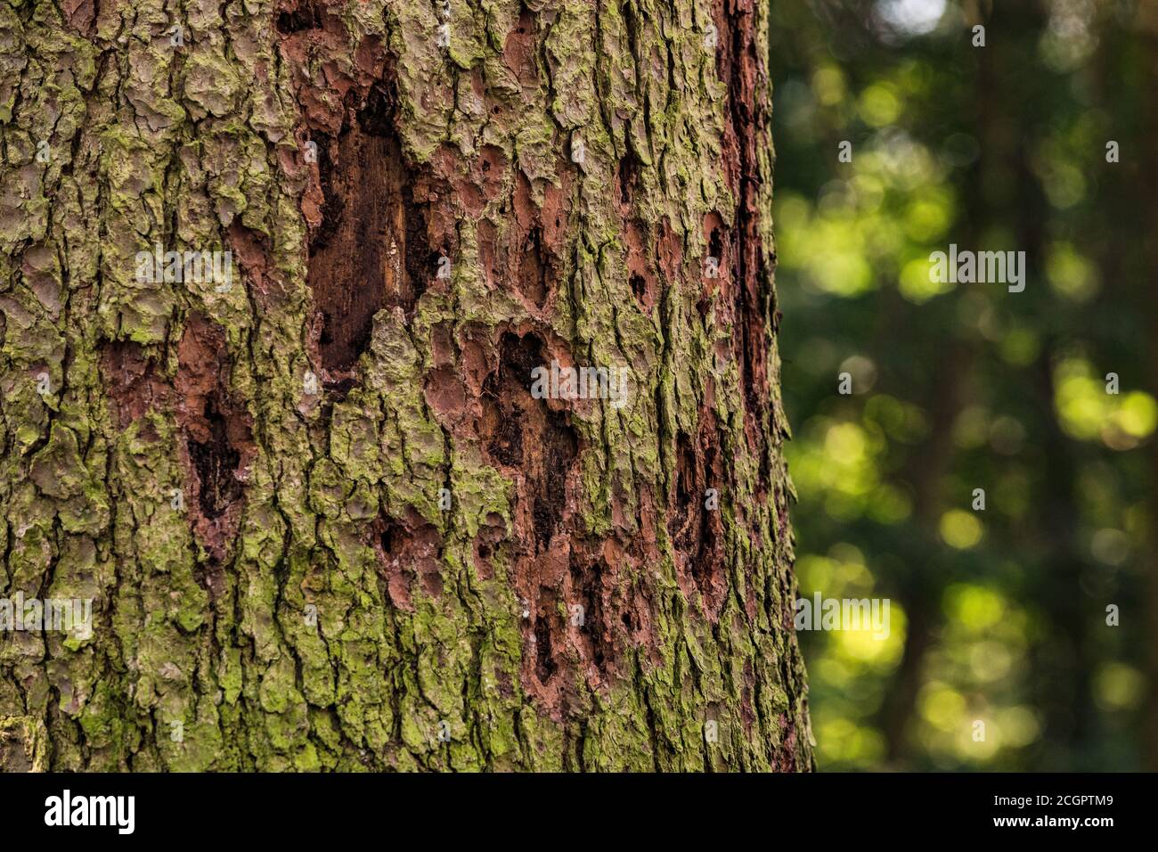 Barbabietole di corteccia stanno causando la morte di foresta nelle foreste di Europa Foto Stock