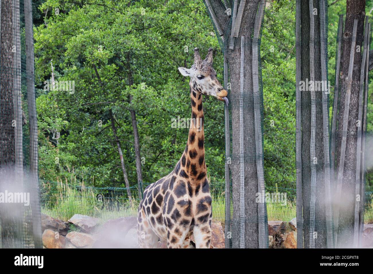 Giraffe di Rothschild (Giraffa Camelopardalis rothschildi) con lingua fuori nello zoo ceco di Pilsen. Carino giraffa africana in giardino zoologico. Foto Stock