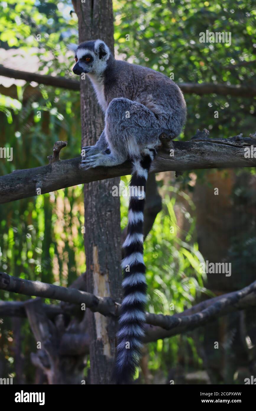 Il Lemur con coda ad anello (Lemur Catta) è un grande primate di strepsirrina con coda nera e bianca. Cute Lemur siede su Tree Branch nello Zoo Park. Foto Stock