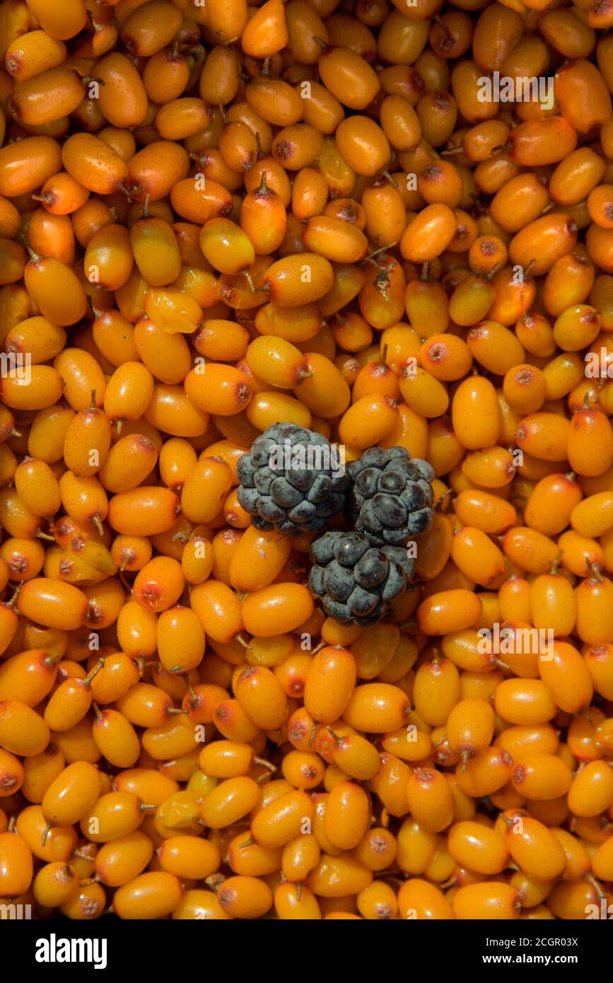 estate ancora vita di bacche di buccia maturo e more Foto Stock