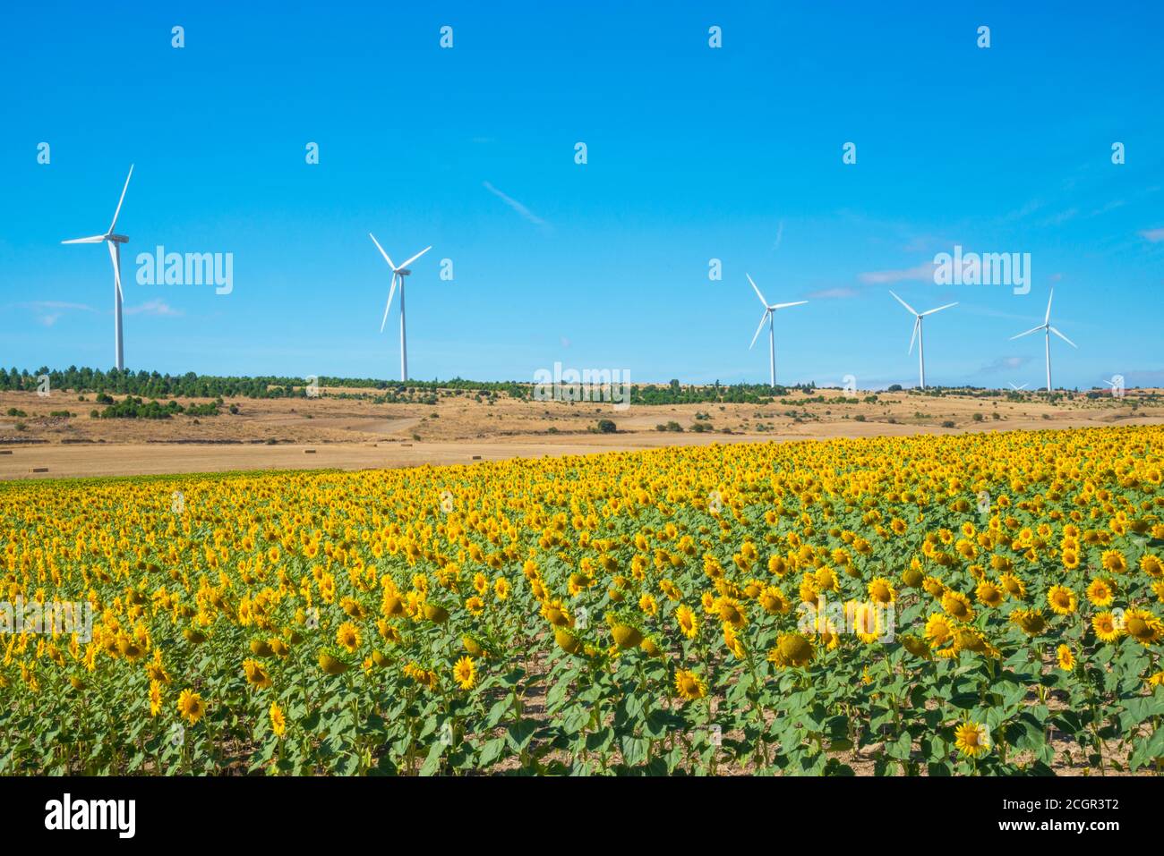Campo di girasoli e mulini a vento. Yelo, provincia di Soria, Castilla Leon, Spagna. Foto Stock