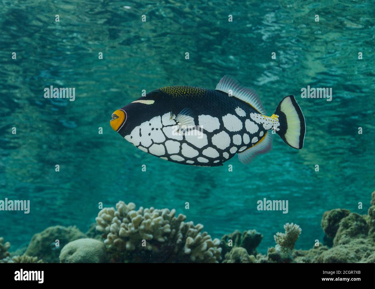 Il pagliaccio pesci balestra, Balistoides conspicillum, nuoto sulla barriera corallina delle Maldive, Oceano Indiano Foto Stock