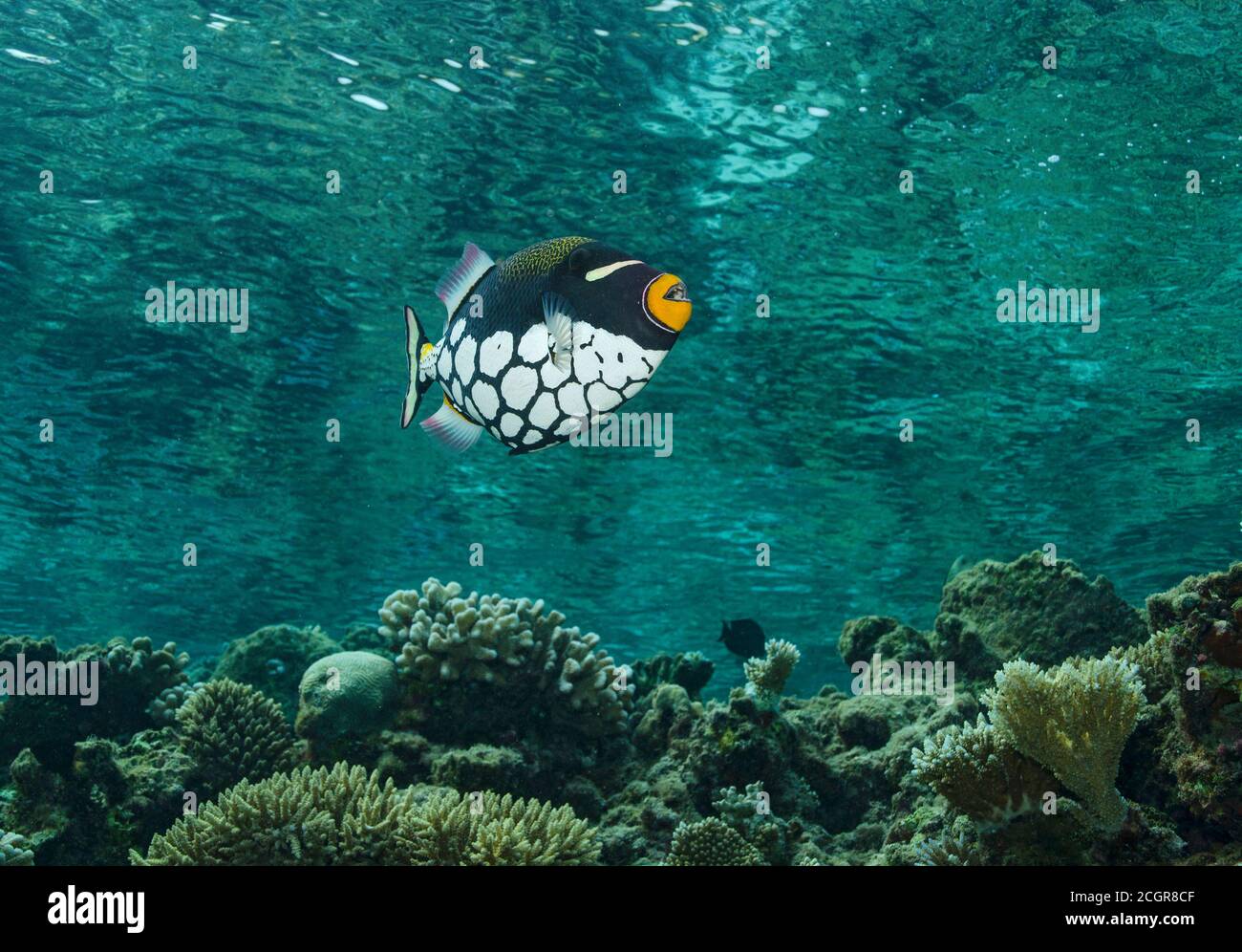 Il pagliaccio pesci balestra, Balistoides conspicillum, nuoto sulla barriera corallina delle Maldive, Oceano Indiano Foto Stock