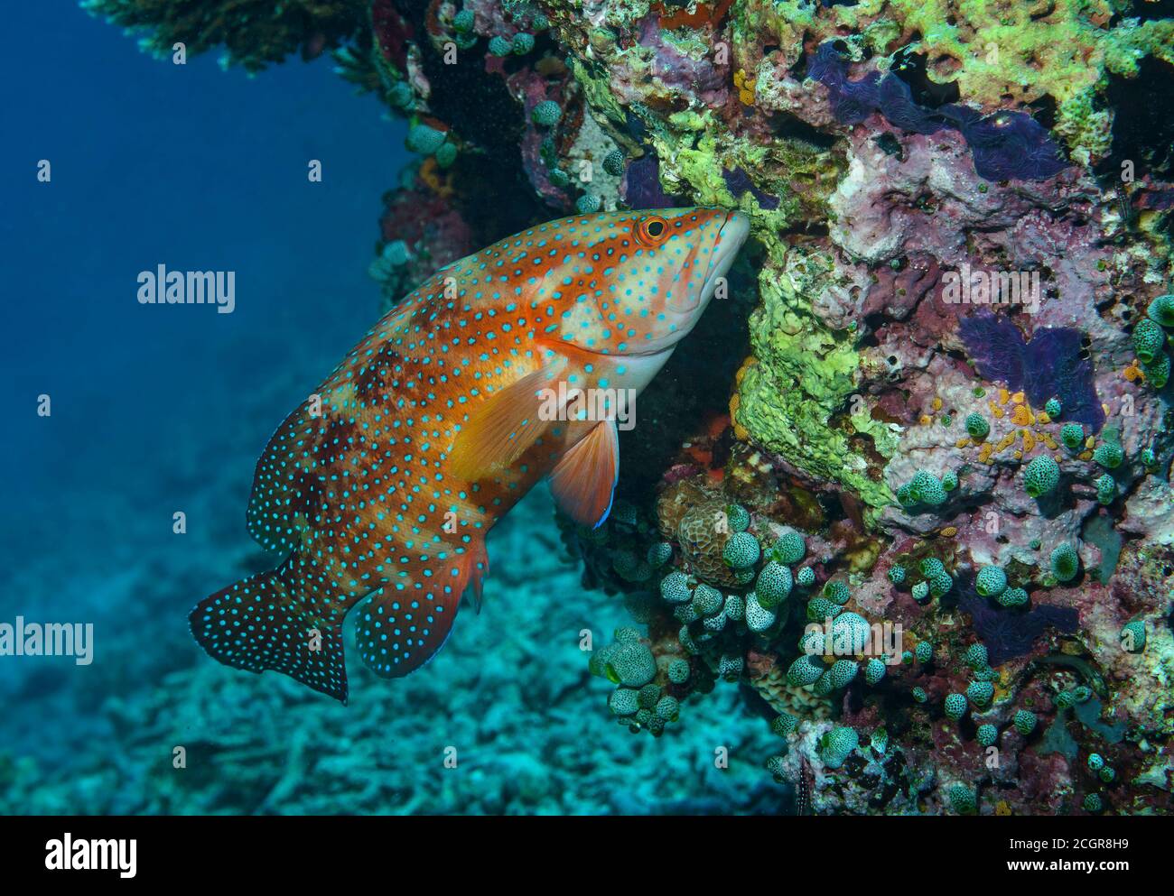 Coral Grouper, Cephalopholis miniata, sulla barriera corallina, isola di Bathala, Maldive Foto Stock