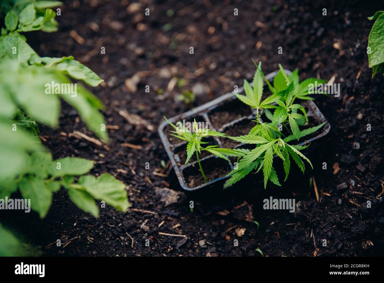 Coltivatore di trapianti di piante, germoglio di cannabis di canapa è trapiantato da pentola in serra Foto Stock Coltivatore di trapianti di piante, germoglio di cannabis di canapa è trapiantato da pentola in serra Foto Stock