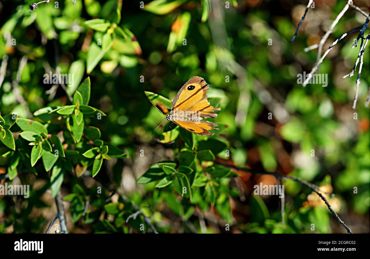 Lasiommata maera, la grande parete marrone farfalla, famiglia Nymphalidae, Puglia, Italia Foto Stock