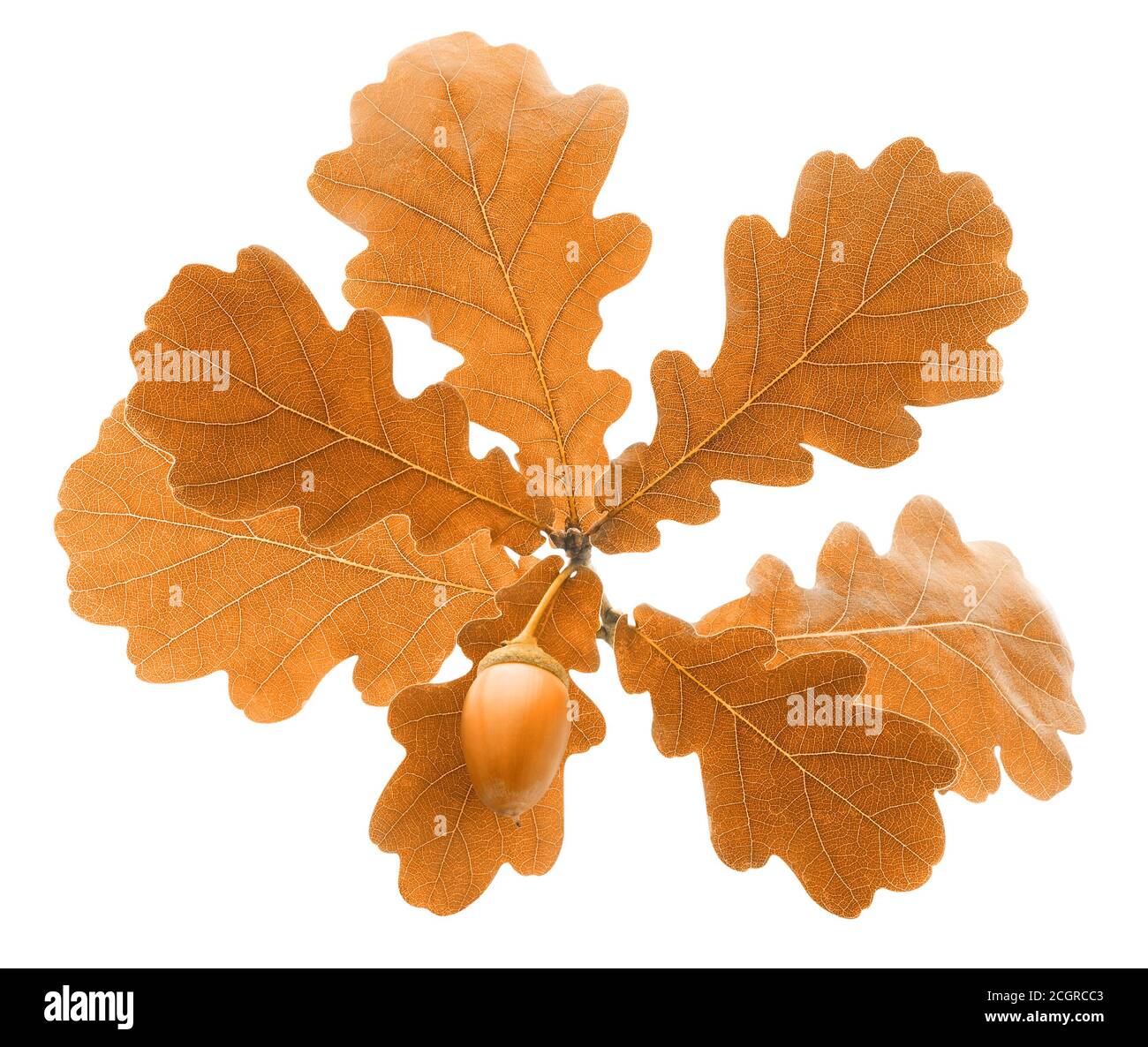Ramo di quercia autunnale con foglie di colore marrone chiaro e acorno isolato su sfondo bianco Foto Stock
