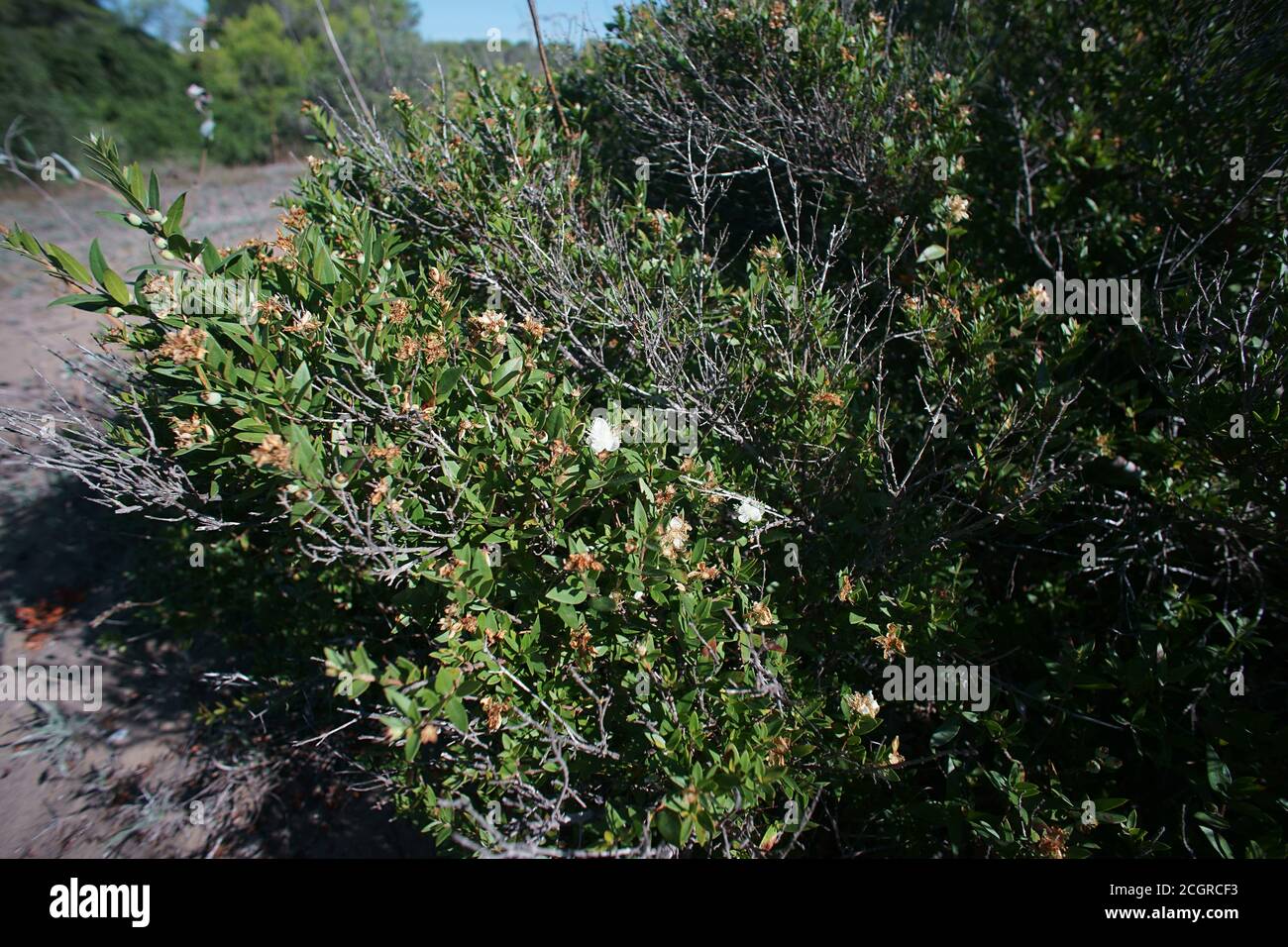 Pianta del Mirto comune (Myrtus communis) in fiore, Ginosa Marina, Puglia,  Italia Foto stock - Alamy