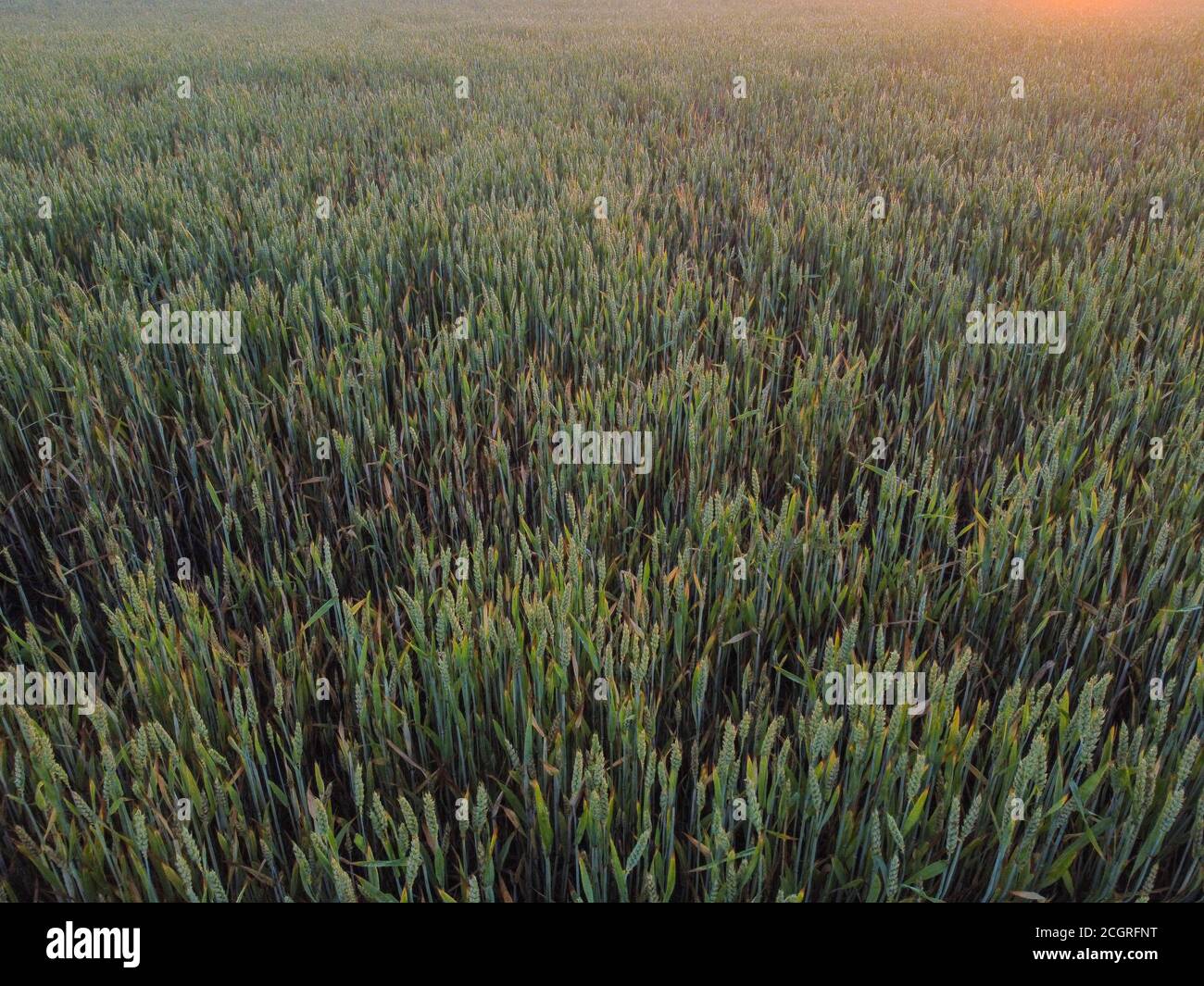 Gli spikelets di grano oscillano nel vento a raggi di sole di regolazione. Vista sul campo con giovani agricoli nella stagione estiva di sera. Foto Stock