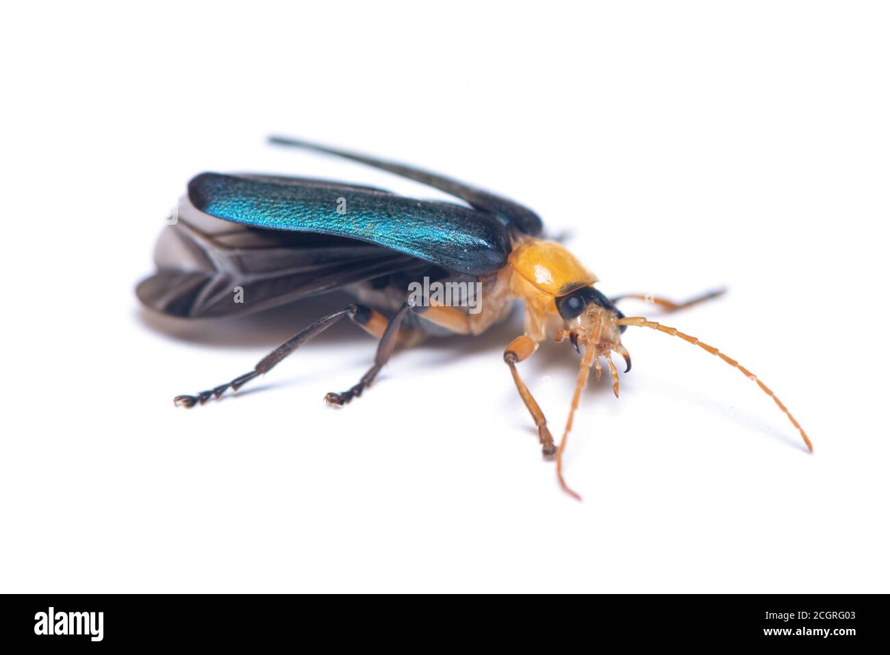 Beetles o Dascillidae pianta dal corpo morbido isolato su sfondo bianco Foto Stock