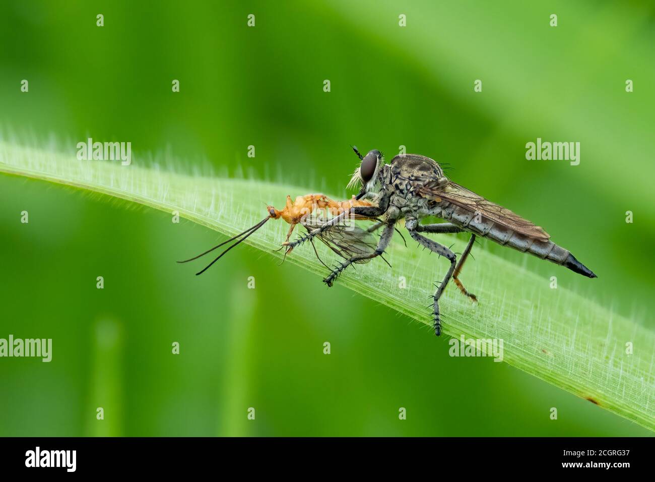 Le bugie di Robber sono spinose, pelose e armate con un Proboscis affilato che inietta sia le neurotossine che gli enzimi digestivi nel corpo della preda. Foto Stock