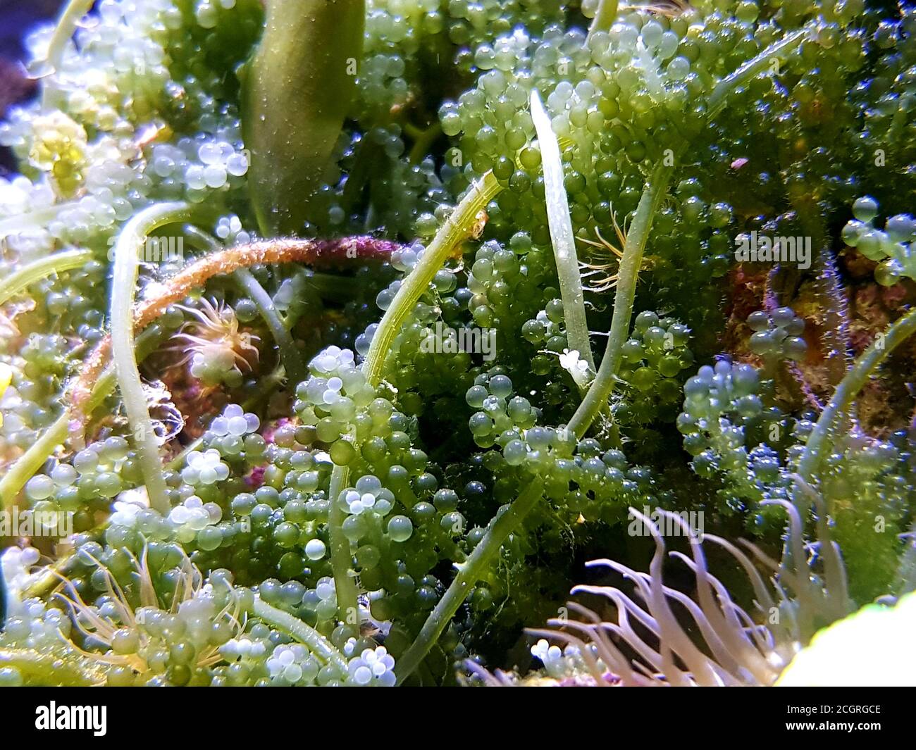Caulerpa racemosa in sistema di rifornimento per l'acquario di barriera corallina di acqua salata serbatoio Foto Stock