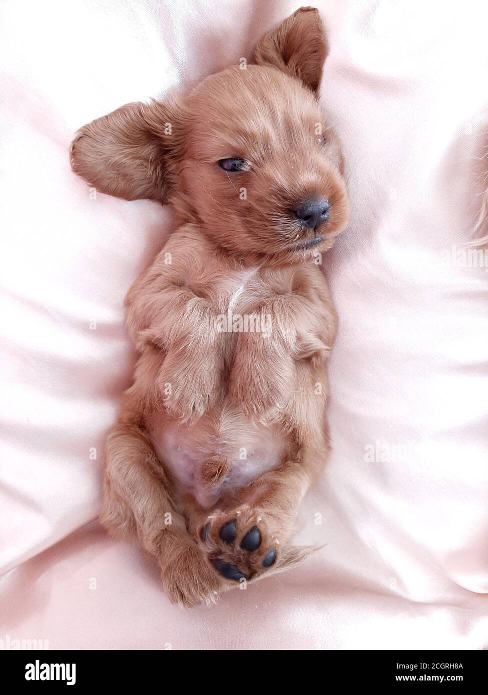 Adorabile cucciolo di Golden Cocker Retriever si sta posando sulla schiena e. prova a dormire Foto Stock