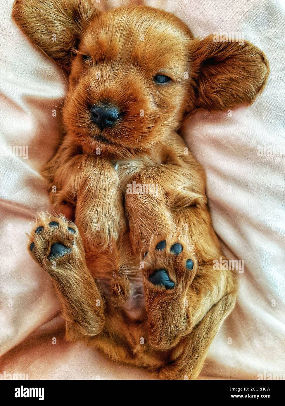 Adorabile cucciolo di Golden Cocker Retriever si sta posando sulla schiena e. prova a dormire Foto Stock