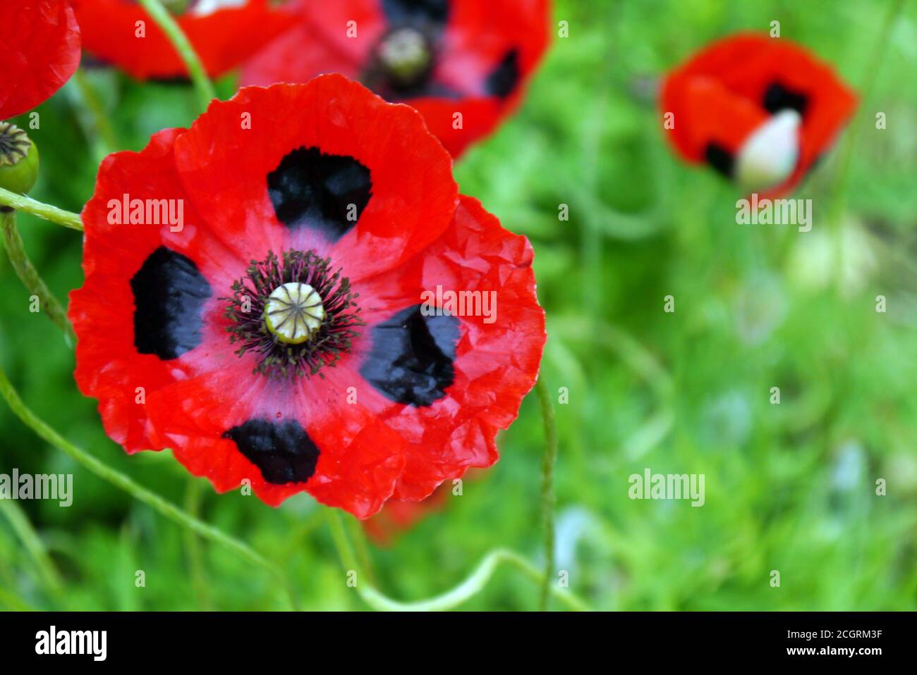 Grande fiore rosso con macchie nere Papaver commutatum 'Ladybird Poppy' cresciuto in un confine a RHS Garden Harlow Carr, Harrogate, Yorkshire, Inghilterra, Regno Unito. Foto Stock