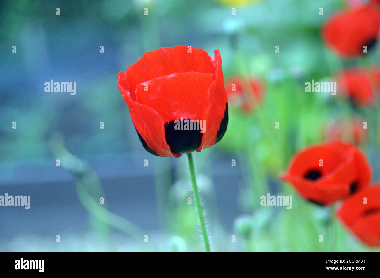 Grande fiore rosso con macchie nere Papaver commutatum 'Ladybird Poppy' cresciuto in un confine a RHS Garden Harlow Carr, Harrogate, Yorkshire, Inghilterra, Regno Unito. Foto Stock