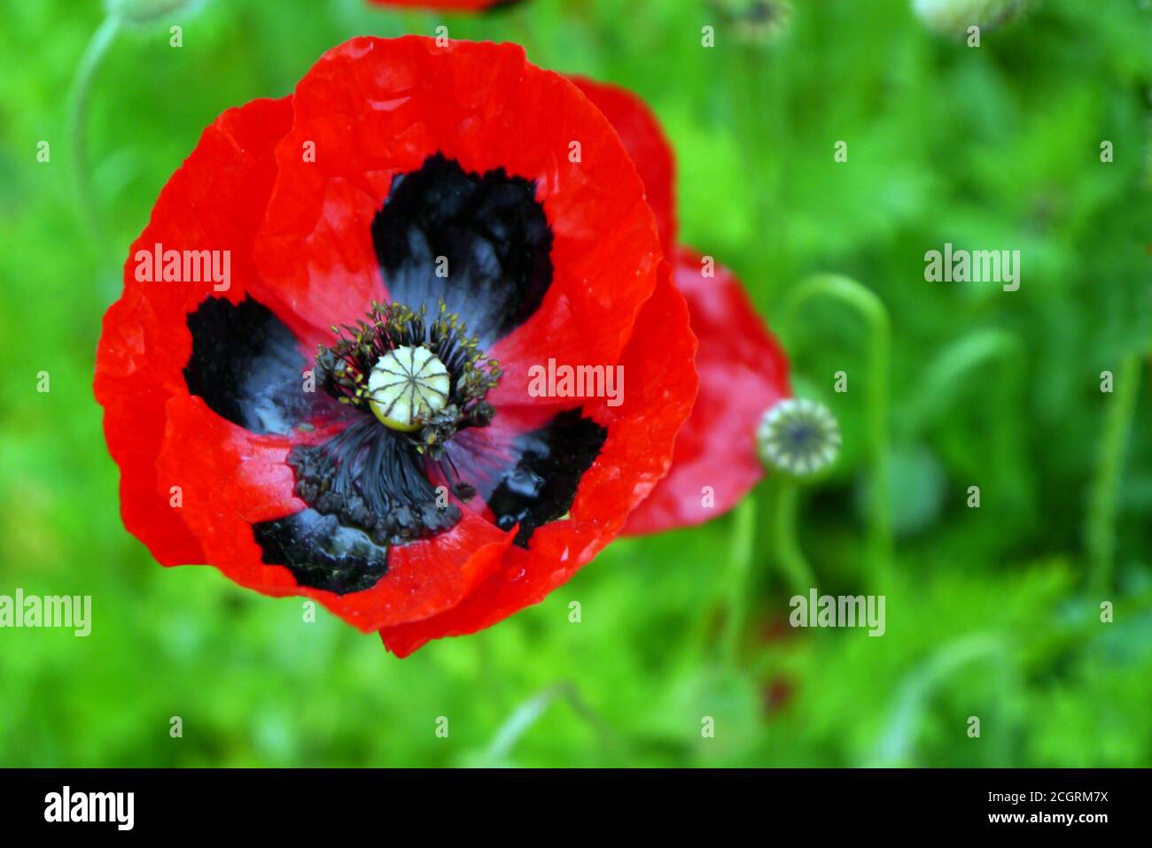 Grande fiore rosso con macchie nere Papaver commutatum 'Ladybird Poppy' cresciuto in un confine a RHS Garden Harlow Carr, Harrogate, Yorkshire, Inghilterra, Regno Unito. Foto Stock